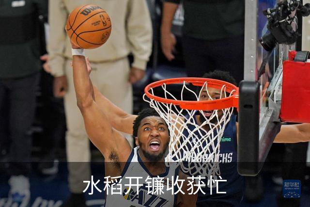 水稻开镰收获忙